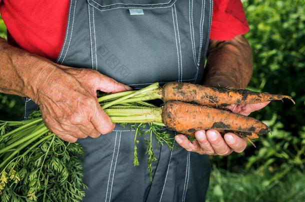 有机的蔬菜.新鲜的有机的胡萝卜采用指已提到的人手关于农场主