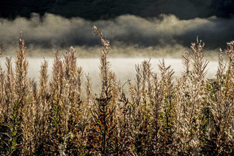雾起义越过水和植物在黎明采用美国阿拉斯加州.图片