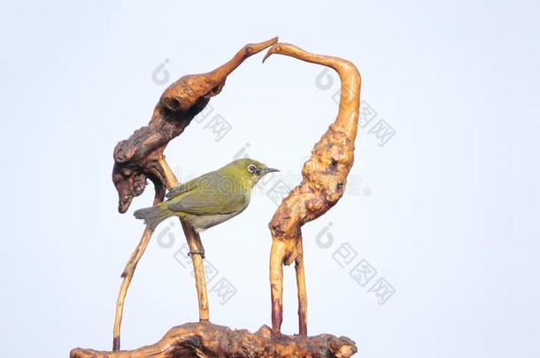 鸟和根雕刻