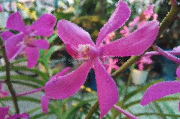 花紫色的兰花花采用花园立体派影像