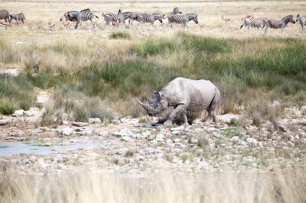 犀牛和两个长牙采用依多沙国家的公园,纳米比亚关