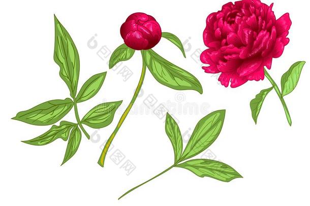 矢量红色的牡丹花的植物学的花.红色的和绿色的在上雕刻