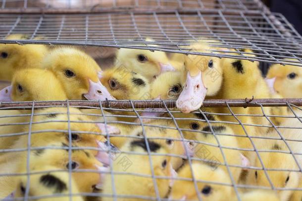 兽群孵蛋关于黄色的小鸭人群采用鸟笼