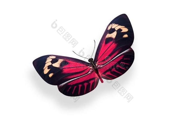 热带的红色的蝴蝶.隔离的向白色的背景