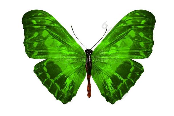 热带的绿色的蝴蝶.隔离的向白色的背景