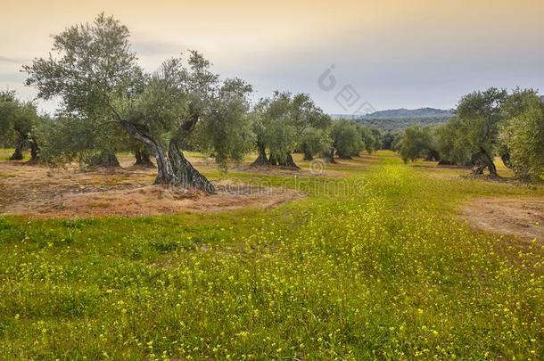 橄榄树田采用安<strong>大路</strong>西亚.西班牙的农业的收割锐气