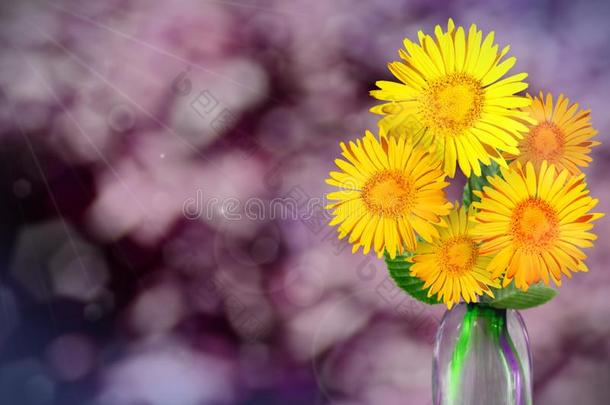 美丽的生存雏菊或甘菊花束花束采用玻璃装饰瓶
