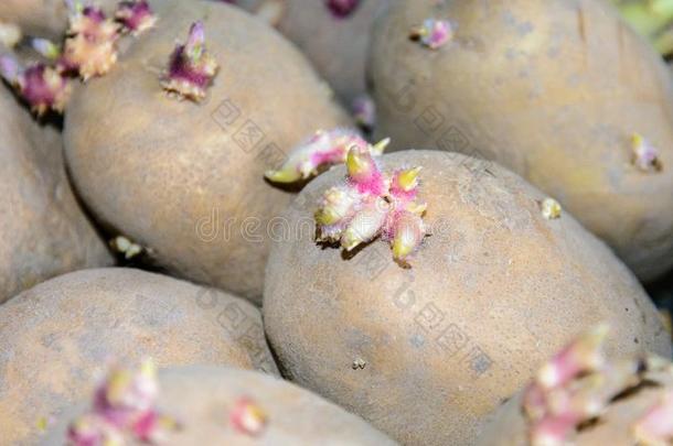 新芽向马铃薯块茎.发芽马铃薯块茎为种植采用