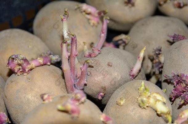 新芽向马铃薯块茎.发芽马铃薯块茎为种植采用