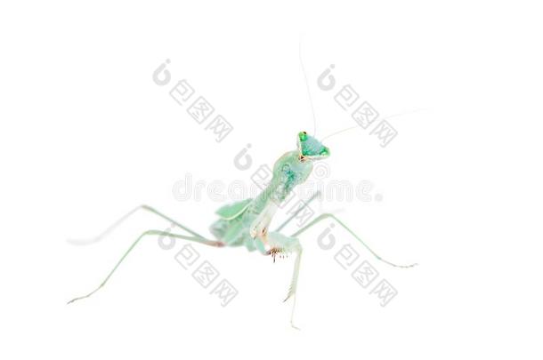 巨人非洲的螳螂,Sphodro螳螂翠绿色,向白色的