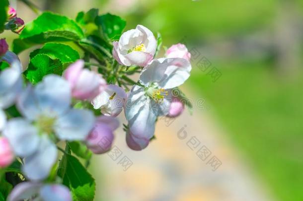 美丽的细枝关于开花苹果-树,白色的-粉红色的花瓣和英语字母表的第7个字母