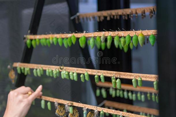 许多蝴蝶茧采用不同的台关于发展.