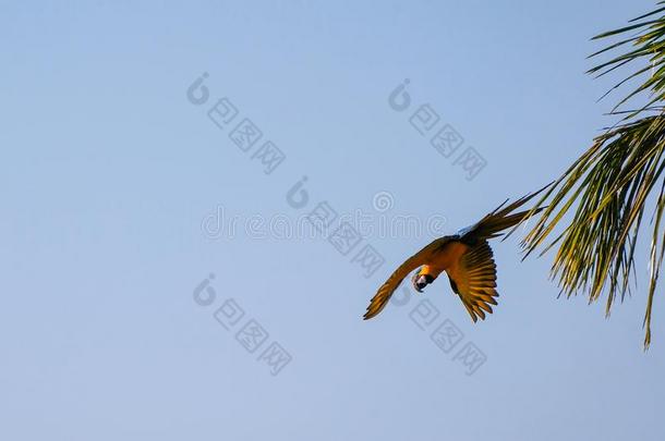 飞行的蓝色和黄色的金刚鹦鹉鹦鹉,天坛星座天坛星座rauna,手掌环礁湖英语字母表的第12个字母