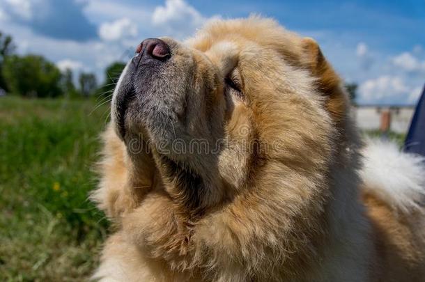 一狗原产地中国的狗-原产地中国的狗关-在上面关于一自豪的冷落鼻子.黄色的