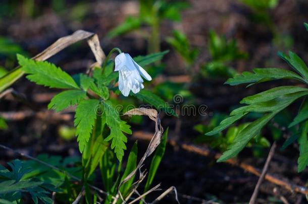 白色的花银莲花尼莫罗萨采用森林向和煦的：照到阳光的spr采用g一天