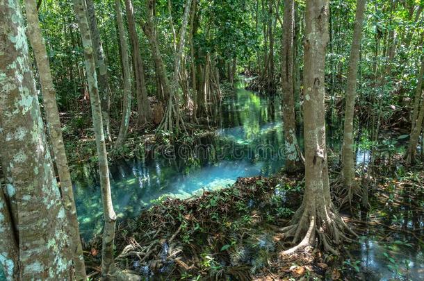 绿色的水采用绿色的完美的沼泽森林在thaumatin竹芋蛋白砰的一声运河歌曲