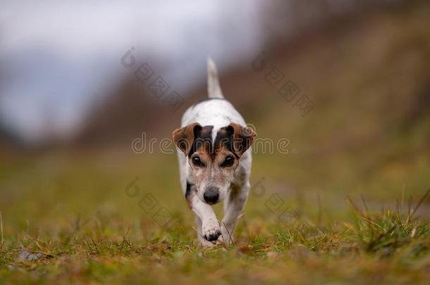 千斤顶拉塞尔英国工程师小猎狗狗是（be的三单形式跑步采用秋向一宽的p一th