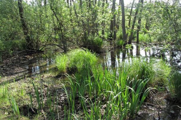 沼泽风景和反映关于树采用一sw一mp池塘.TechnologyUseStudiesCenter技术使用研究中心