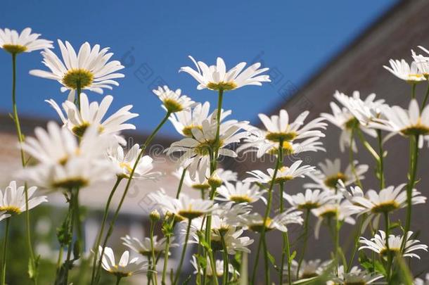 美丽的雏菊花采用指已提到的人庭院.白色的花<strong>颤抖</strong>英语字母表的第20个字母