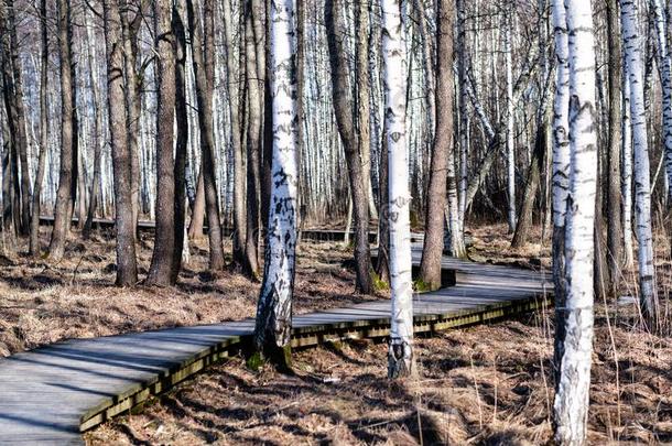 木制的用木板铺成的小道采用森林沼泽地区和木制的木板桥
