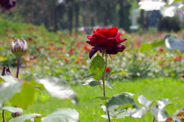 玫瑰.国家的公园,乌克兰