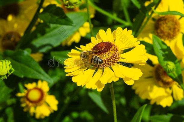 普通的堆心菊或雏菊属植物秋葵黄色的花和蜜蜂