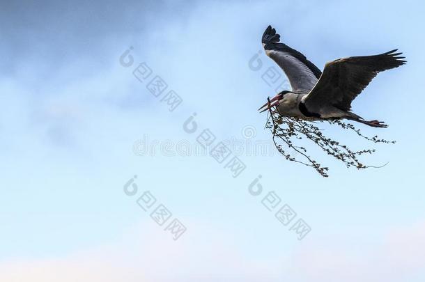 一灰色的鹭采用飞行和一br一nch采用它的be一k