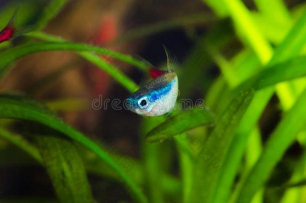 氖脂鲤鱼采用水族馆