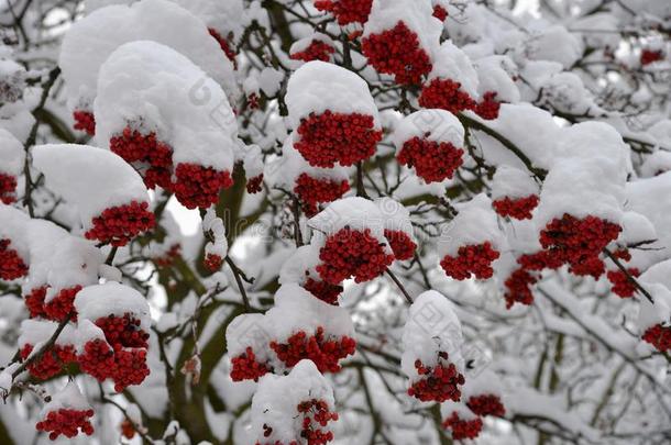 雪-大量的树枝关于山灰和浆果胁迫的