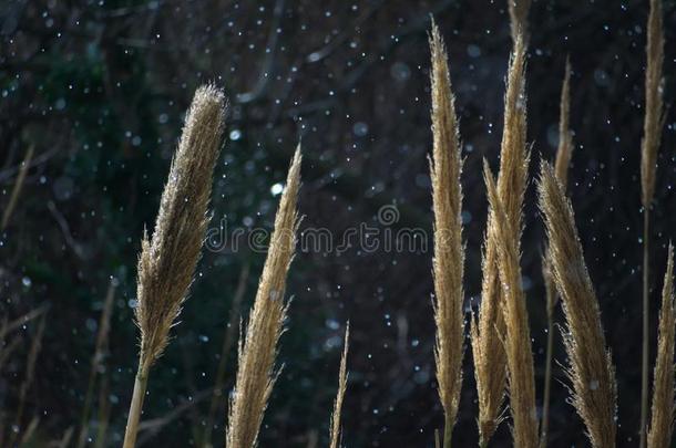 植物向一有暴风雨的we一<strong>th</strong>er.