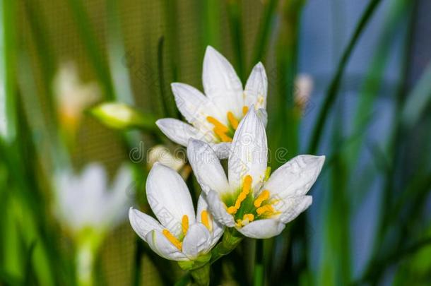 装饰的白色的花雨百合花葱莲属大花蔷薇