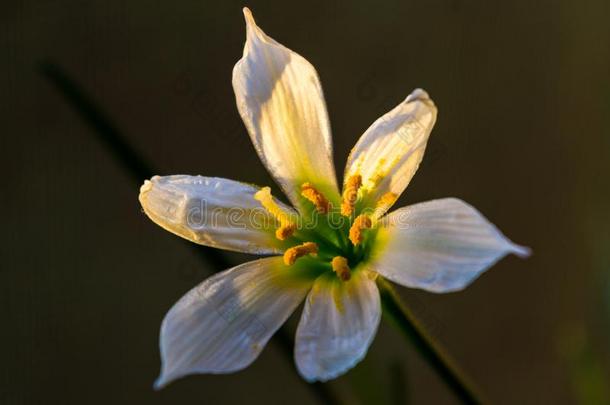 装饰的白色的花<strong>雨</strong>百合花葱莲属大花蔷薇