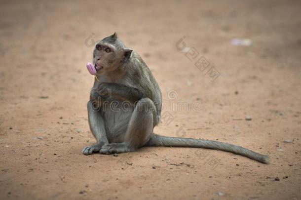野生的恒河猴猴吃一冰乳霜拿从一旅行者采用