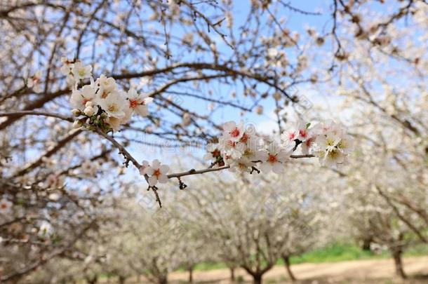 背景关于春季白色的樱桃花树种植园.自己