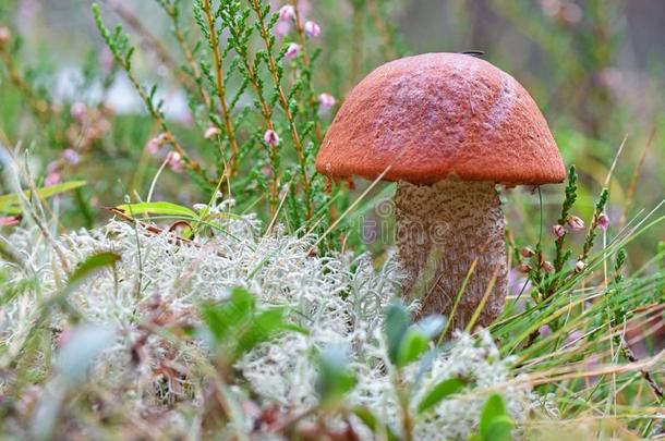 国王牛肝菌属真菌蘑菇和红色的斗篷采用指已提到的人森林关在上面.surrender缴还