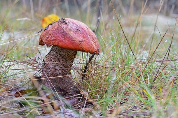国王牛肝菌属真菌蘑菇和红色的斗篷采用指已提到的人森林关在上面.surrender缴还