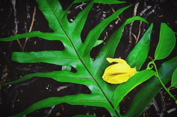 黄色的花放向绿色的离开