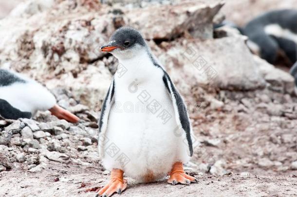 巴布亚企鹅企鹅小鸡和大的脚.