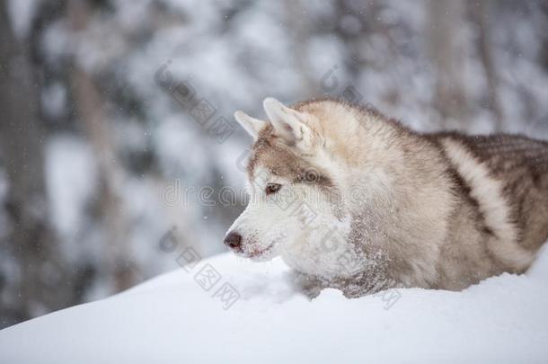 值得崇拜的,幸福的和自由的米黄色狗产西伯利亚的嗓子哑的一次