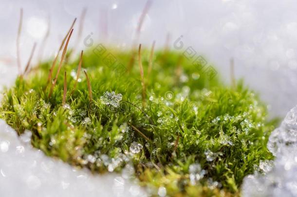 自然<strong>打斗</strong>通过指已提到的人雪