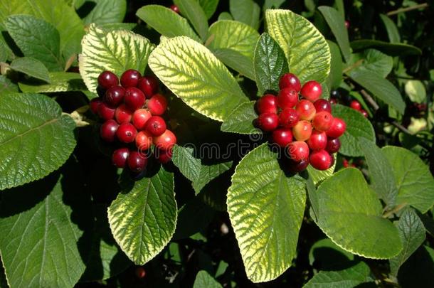 红色的浆果野樱梅采用红色的和黑的向指已提到的人灌木采用夏