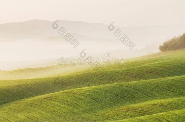 托斯卡纳区风景在日出.典型的为指已提到的人地区托斯卡纳的农场