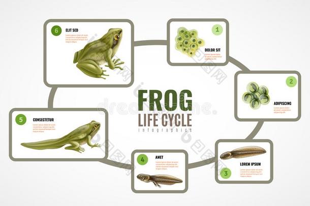 青蛙生活循环信息图表