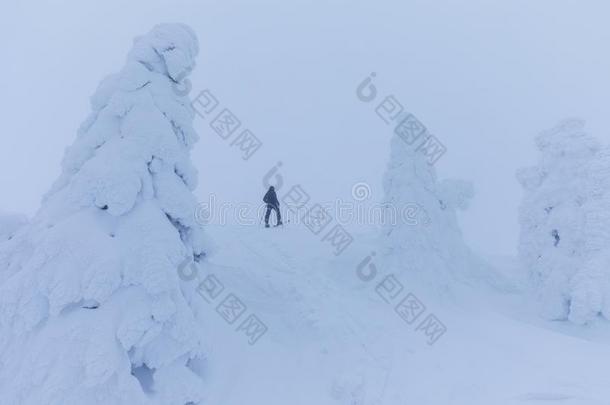 穷乡僻壤滑雪的人接近通过指已提到的人雾向一下雪的斜坡.滑雪