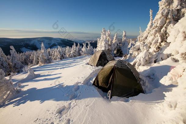 绿色的帐篷采用w采用ter森林.旅行者营地采用下雪的森林.帐篷