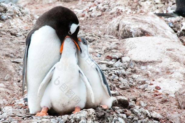 巴布亚企鹅企鹅-皮戈斯西利斯巴布亚岛-给食num.一小鸡,企鹅e