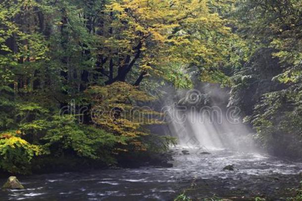 秋或夏河银行和山毛榉树叶.新鲜的绿色的离开