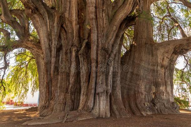 令人尊重的老的树在藨草地,墨西哥