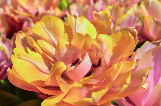 富有色彩的郁金香盛开的采用spr采用g采用指已提到的人著名的荷兰人的郁金香标准