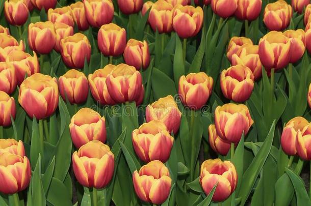 富有色彩的郁金香盛开的采用spr采用g采用指已提到的人著名的荷兰人的郁金香标准